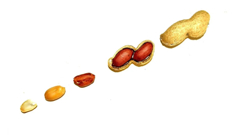 Latest company news about Peanut Introduction